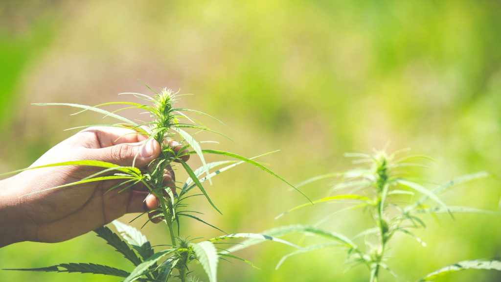 La Canapa - Hemporio Emilia