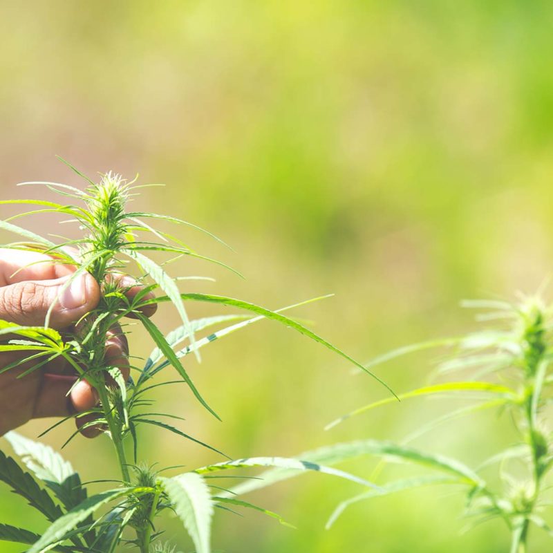 La Canapa - Hemporio Emilia