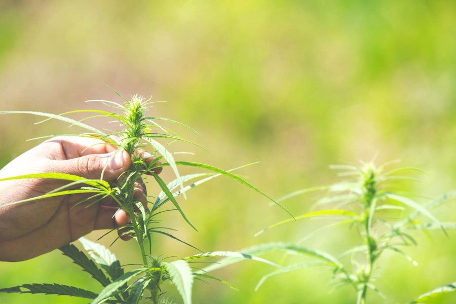 La Canapa - Hemporio Emilia