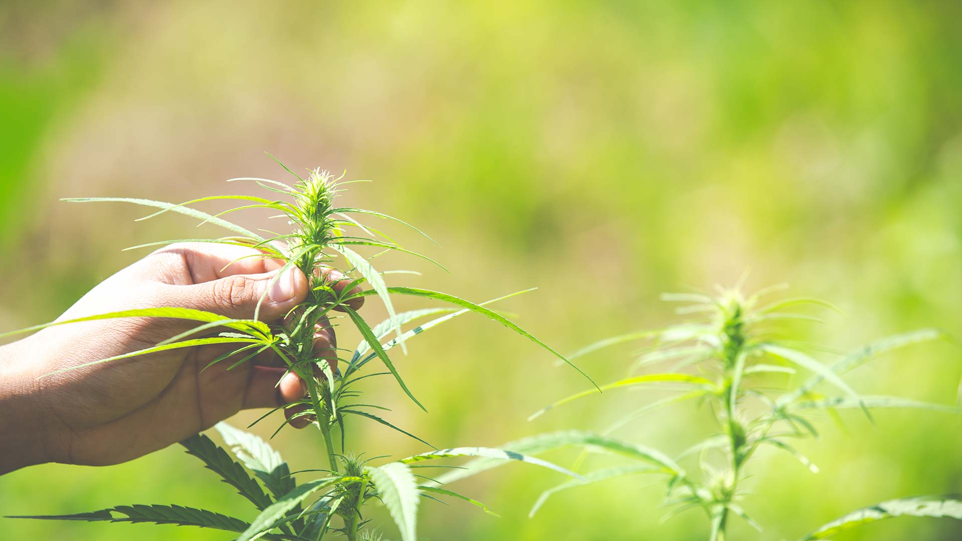 La Canapa, cos’è? Perchè fa bene?