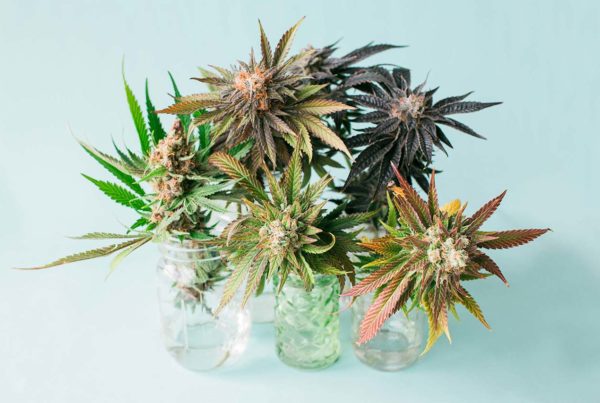 Fiori e CBD - Cannabis Light - Hemporio Emilia
