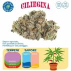 Ciliegina - Cannabis Protectio