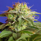 sweet-seeds-green-poison