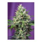 sweet-amnesia-haze-sweet-seeds