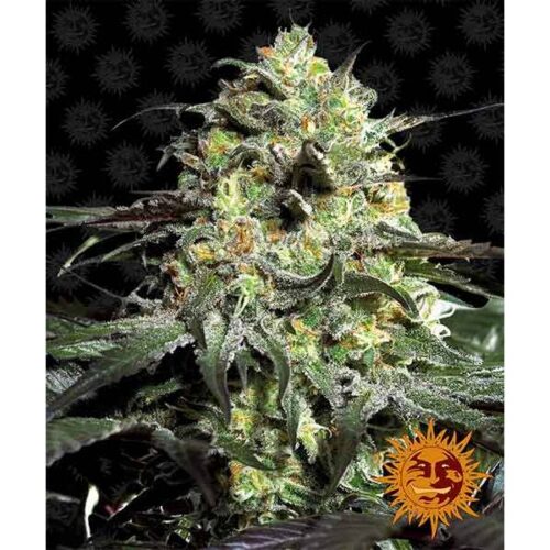 barney-s-farm-peyote-cookies-3-fem_Img_Principale_34954