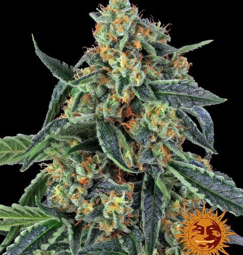 cookies-kush_barney's farm_3