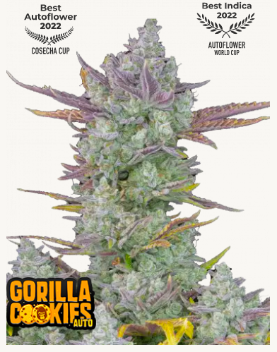 gorilla cookies auto - fast buds - 3