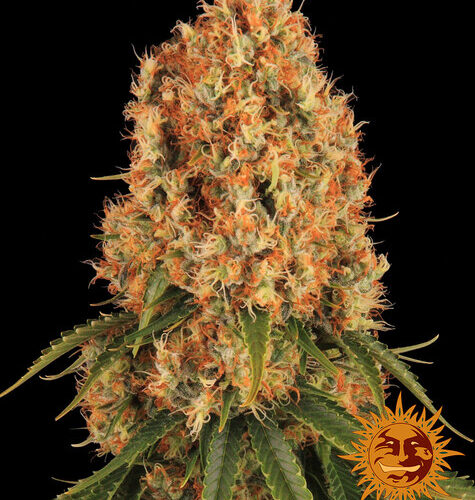 orange-sherbert_barney's farm 3