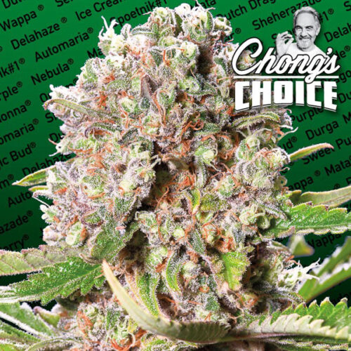 paradise-seeds-mendocino-skunk-fem-3_