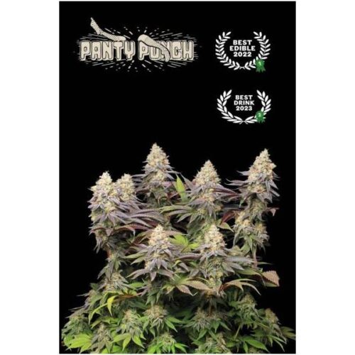 seedstockers-superior-panty-punch-3-fem