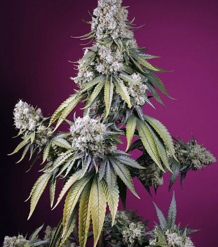Sweet-Seeds-Jealousy-Z-XL-Auto-3_65789-28847