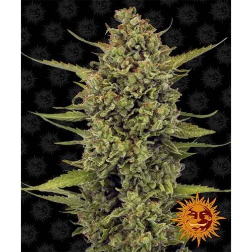 barney-s-farm-acapulco-gold-3-fem