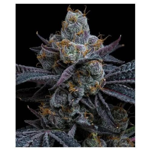 barney-s-farm-white-runtz-fem-