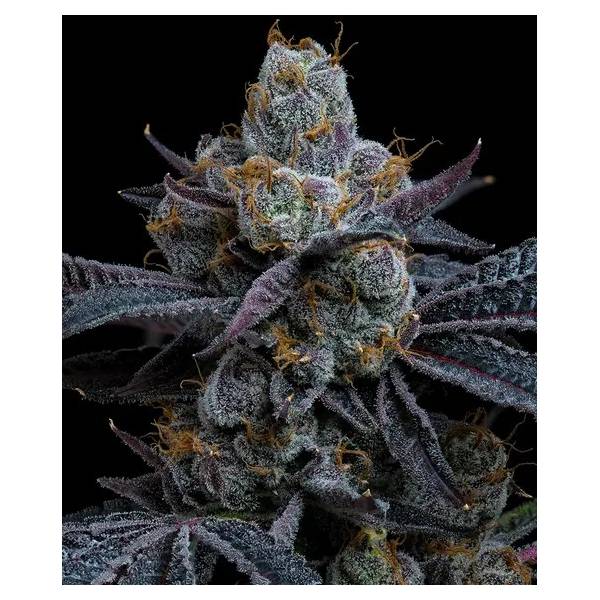 barney-s-farm-white-runtz-fem-