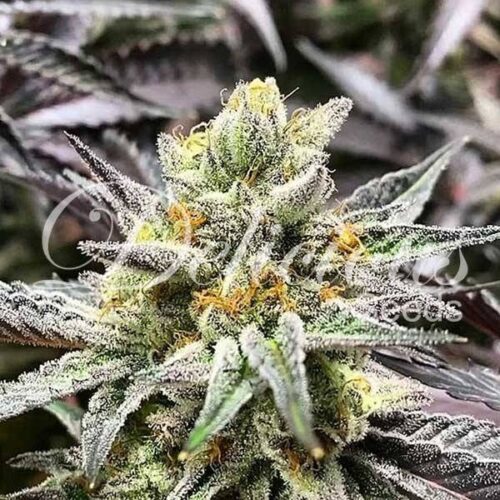 delicious-seeds-delicious-cookies-3-fem