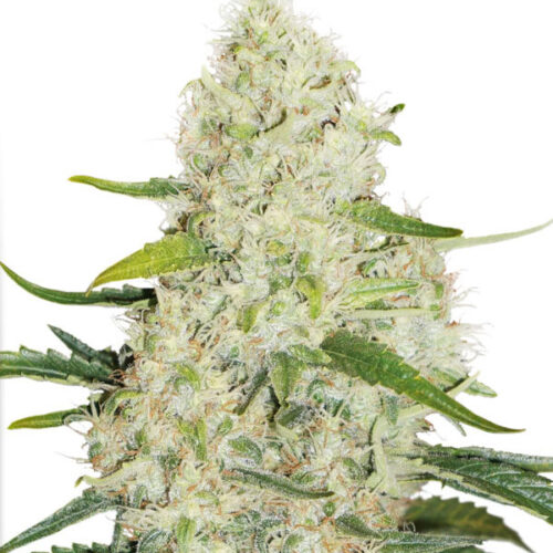 dutch-passion-auto-think-big-3-fem