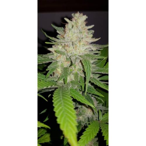 Critical Orange Punch - Dutch Passion