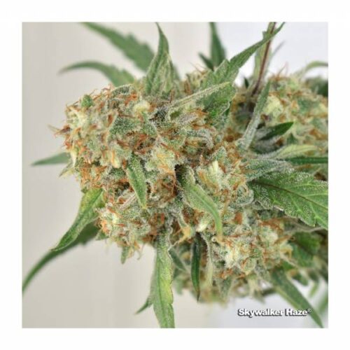 dutch-passion-skywalker-haze-auto