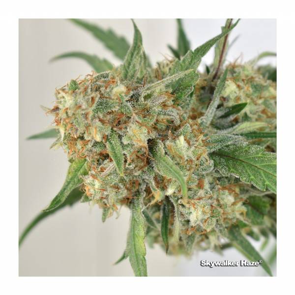 dutch-passion-skywalker-haze-auto