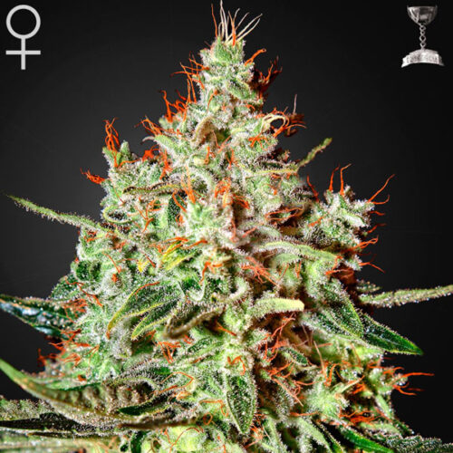 green-house-seeds-k-train-