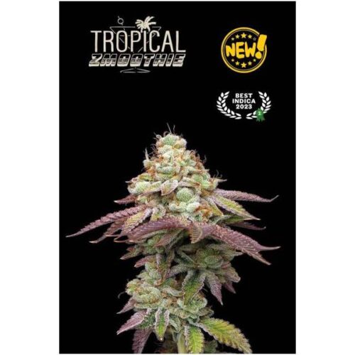 seedstockers-superior-tropical-zmoothie-3-fem_Img_