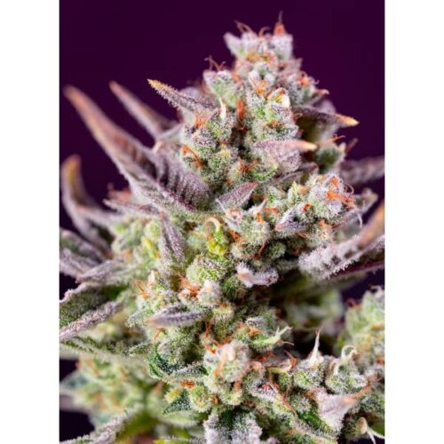 sweet-seeds-sweet-zenzation-xl-3-1-auto