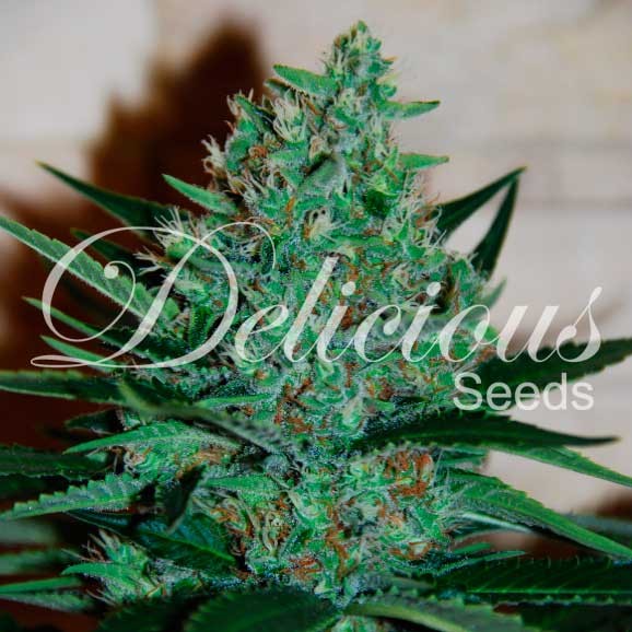 fruity-chronic-juice_delicious-seeds