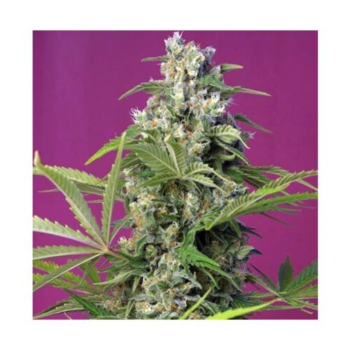 sweet-seeds-gorilla-girl