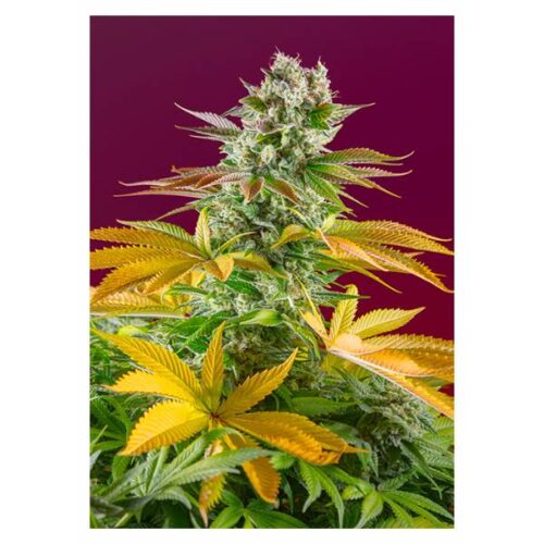 sweet-seeds-gorilla-girl-f1-fast-version